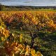 Vignes caractéristiques du département de l'Hérault