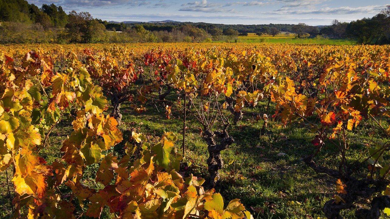 Vignes caractéristiques du département de l'Hérault